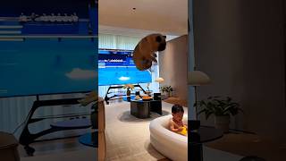 Dog Copies TV Stunt… Big Mistake! 😱😂
