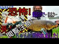 【閲覧注意】東京の川で釣りをしてたら...