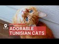 Cats of Tunisia