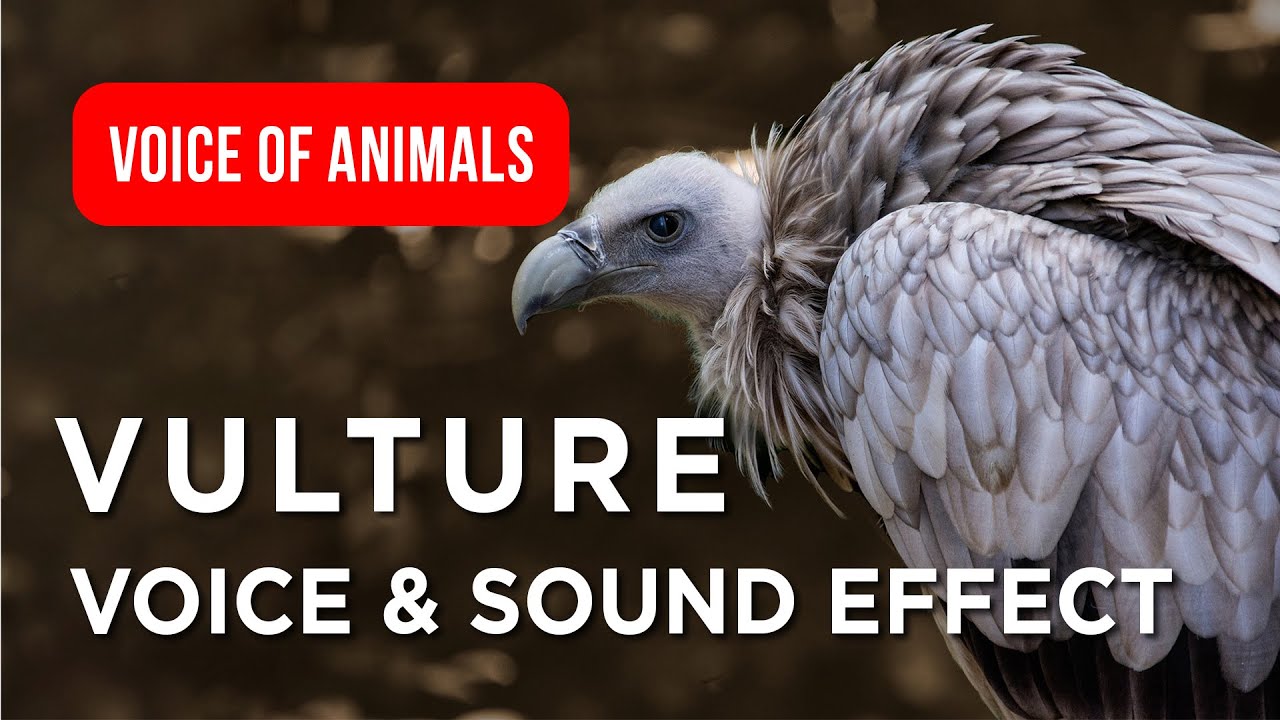 🦅 Vulture Voice Original Sounds for Kids About Vultures Close-Up Nature Fun Facts ✨ 