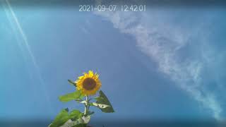 20210907 今日のヒマワリさん（ミチパイ１号機・２号機撮影）Today's sunflower (photographed by Michipai Units 1 and 2)