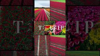 #netherlands #tulip #holland #amsterdam #нидерланды #голландия #тюльпаны #holanda #viralshorts