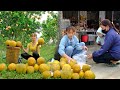 Harvest grapefruit and bring it to the market to sell  clean up the farm  building free life