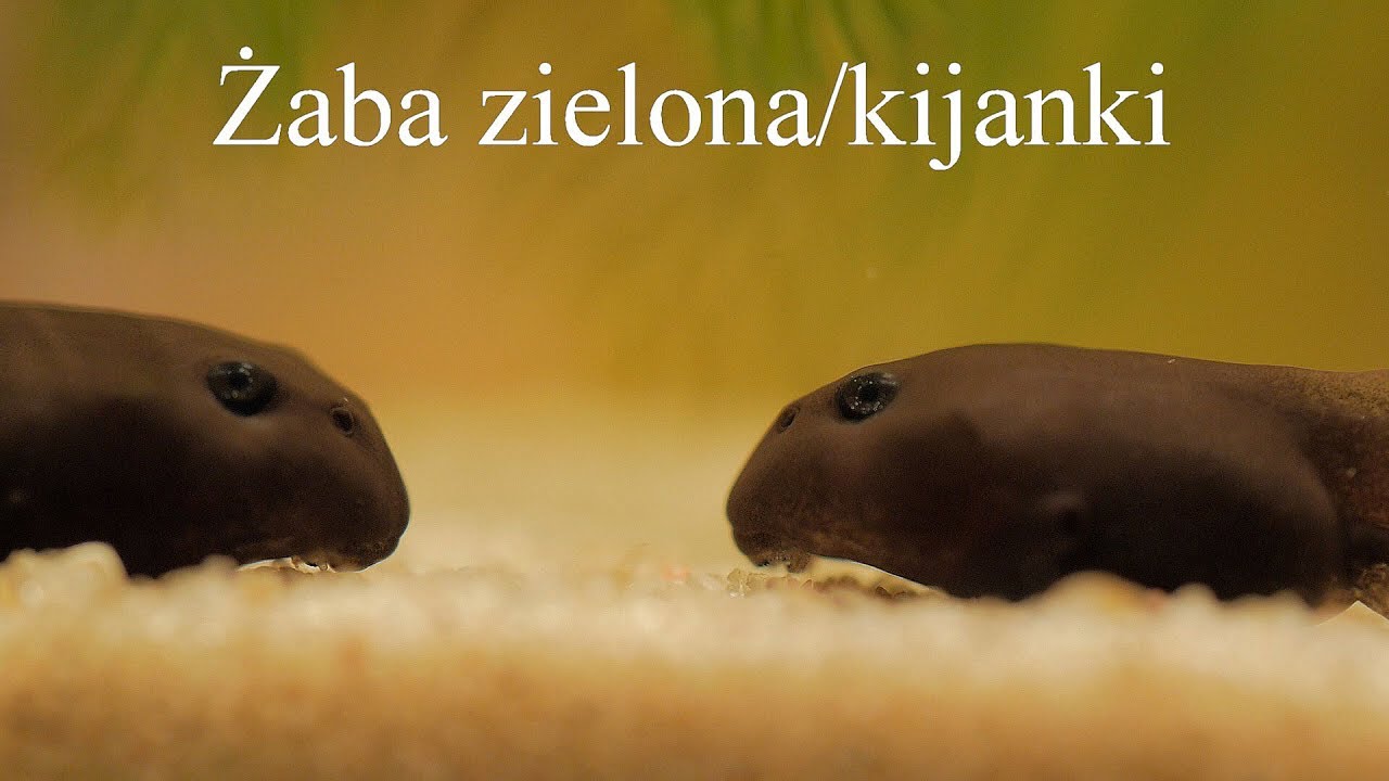 Żaba zielona & kijanki ropuchy szarej. Green frog & tadpoles