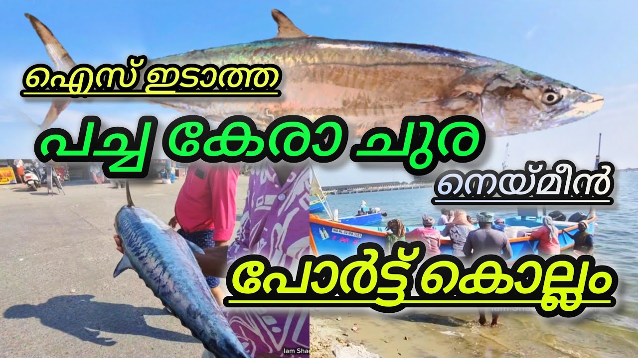ചൂര മീനും നെയ്മീനും ലേലത്തിൽ വാങ്ങാം ഓർഡർ ചെയ്തും എടുക്കാം port kollam fishing harbour fish market