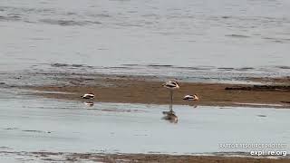 Mississippi River Flyway Cam  Four American Avocet