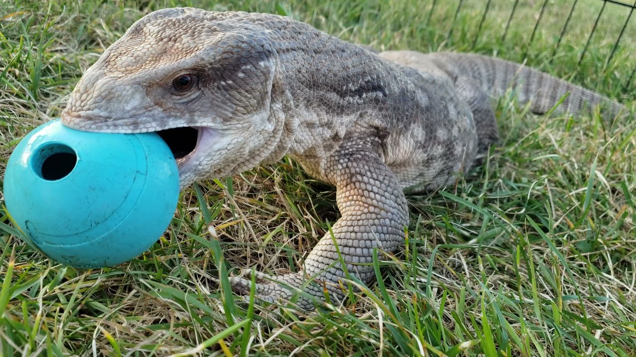 Хорошие ли саваннские вараны в качестве домашних животных? Они дикие? Можно ли их приручить???? О...