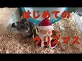 【ハムスター】はじめてのクリスマス【ジャンガリアン】