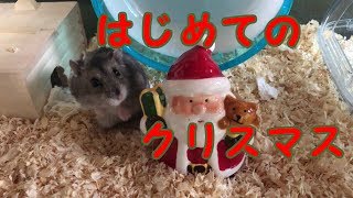 【ハムスター】はじめてのクリスマス【ジャンガリアン】