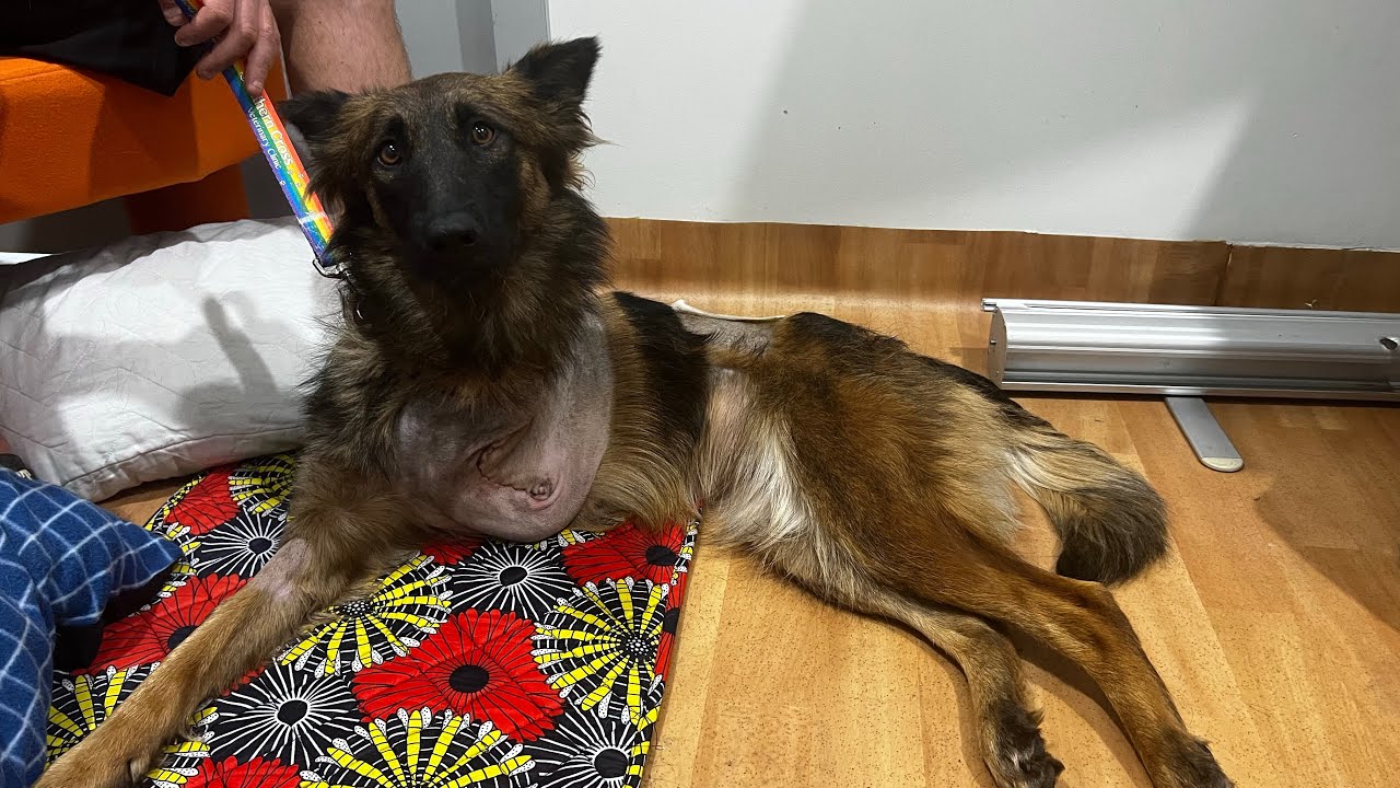 SCV Project HoPe helping Nathan and Night - YouTube