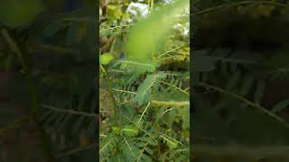 Meniran Obat Herbal