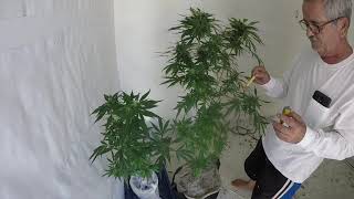 How to preserve marijuana pollen and how I hand pollinate my Ladies