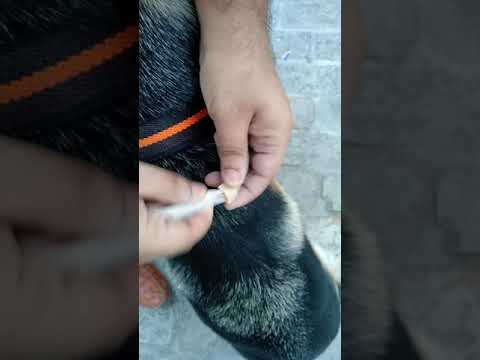 Tick Collar for Dogs | Bayer's Kiltix Collar | Best Tick Collar | #flexithegsd | #SHORTS