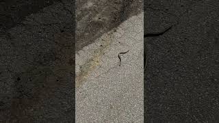 PADALEC ZWYCZAJNY - Anguis fragilis