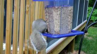 Crafty Squirrel