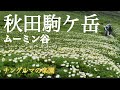 【秋田駒ケ岳】ムーミン谷　チングルマの楽園