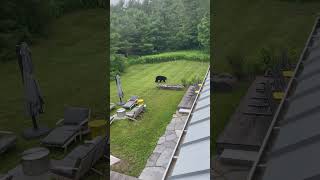 Bear Casually Strolls Through a Backyard