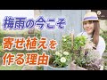 【今すぐ作って】夏を乗り越える3ポット寄せ植え&組み合わせ方をご紹介します♪
