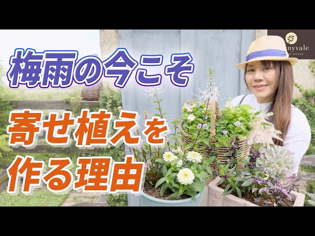 夏の主役❤︎アナベルをメインにした夏の寄せ植え Make These Now: 3-Pot Arrangements to Survive the Summer & How to