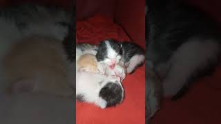 Newborn Kittens Hissing And Spitting