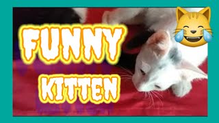 FUNNY KITTEN VIDEO|#Shorts😻😎 by Mhers Channel 25 193 views 2 years ago 2 minutes, 3 seconds