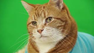 Keyboard Cats Thoughts