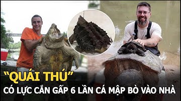 “Quái thú” - có lực cắn gấp 6 lần cá mập bò vào nhà, CĐM đưa ra lời cảnh báo “khẩn” cho gia chủ