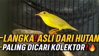 Download Lagu CUMA MAS DANI‼️ YANG PUNYA BURUNG LANGKA ASLI DARI HUTAN🔥 PALING DICARI KOLEKTOR BURUNG INDONESIA! MP3 Download Lagu CUMA MAS DANI‼️ YANG PUNYA BURUNG LANGKA ASLI DARI HUTAN🔥 PALING DICARI KOLEKTOR BURUNG INDONESIA! MP3