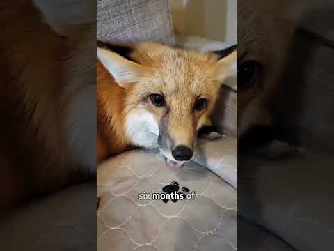 Baby fox needs