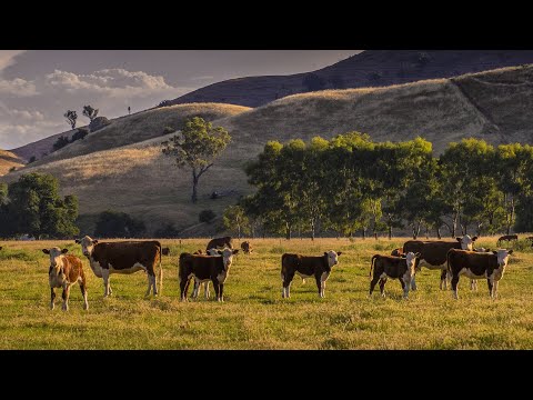 ‘A lot of unfamiliar faces’: Theft hitting farmers in rural communities