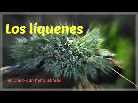 Vídeo: Precisamos Raspar Os Líquenes Dos Troncos Das árvores Em Nossos Jardins?