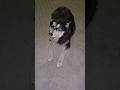 #dog #husky #perros #energy #love