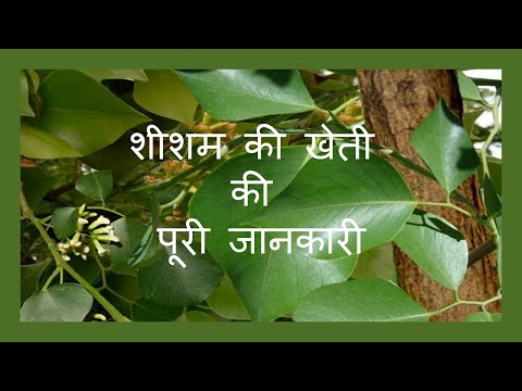 वीडियो: सिसू के पेड़ कितनी तेजी से बढ़ते हैं?