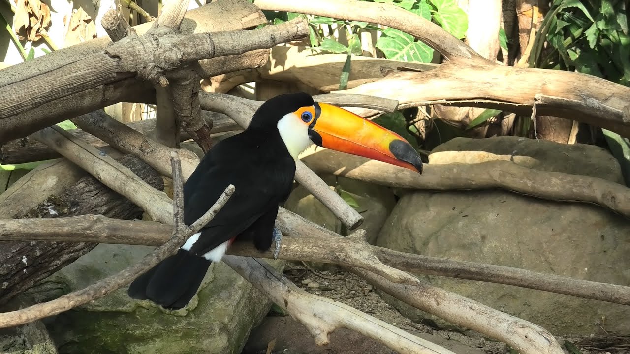オニオオハシ アドベンチャーワールド 鳥の楽園 年1月18日 Youtube オニオオハシ アドベンチャーワールド 鳥の楽園 年1月18日 Youtube