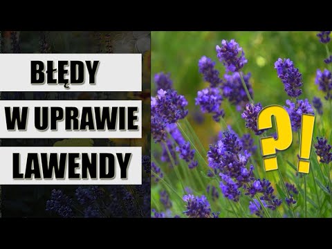 Wideo: Gdzie rośnie lawenda?