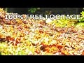 Beachfront B-roll: Fall Pathway (Free to Use HD Stock Video Footage)