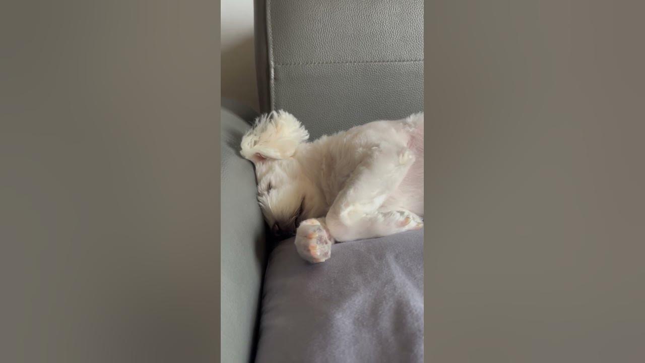 무슨 꿈 꿔? - Youtube