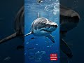 🌊 Great White Shark Swimming in Deep Ocean 🦈 #shorts #ocean #shark #nature #viral
