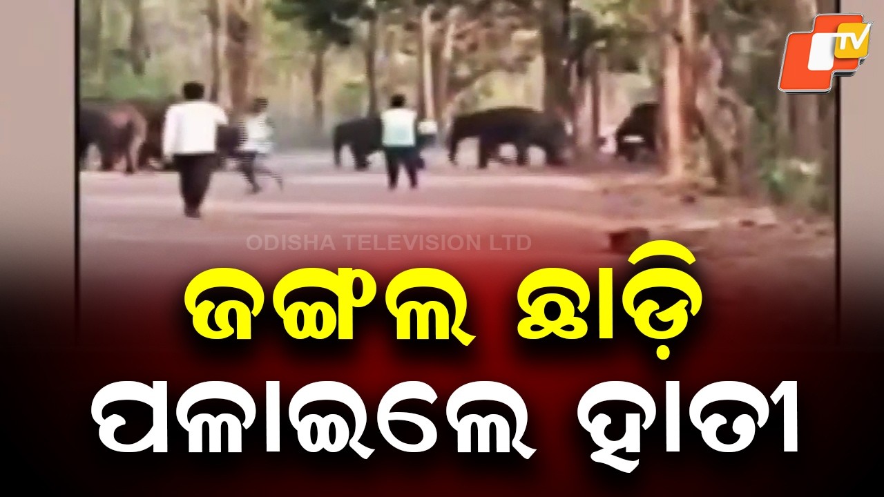 Forest Fire in Keonjhar Triggers Elephant Movement Out of Jungle
