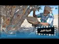 شجرة اللبان الذهب الأبيض لمحافظة المهرة