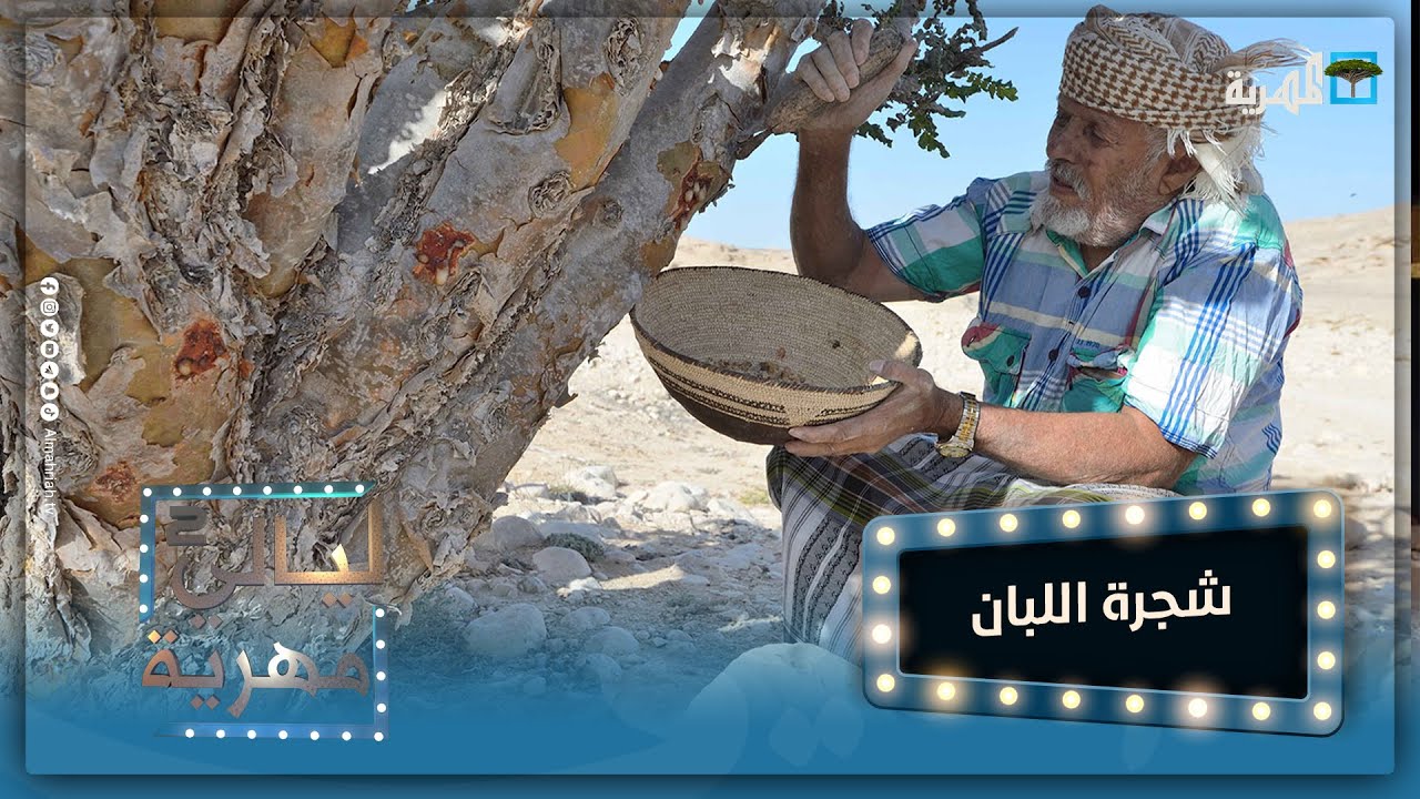 شجرة اللبان.. الذهب الأبيض لمحافظة المهرة