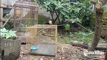 Ternak burung cendet yang mulai langka