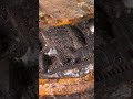 Restoring a old rusted Super Car. #ytshorts , #shortsfeed , #shortsvideo