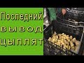 Последний вывод цыплят.  Инкубация старого яйца.