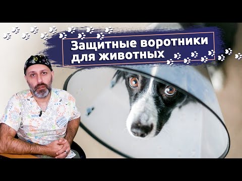 Защитные воротники для животных: Какой лучше выбрать | Ветклиника "В добрые руки"