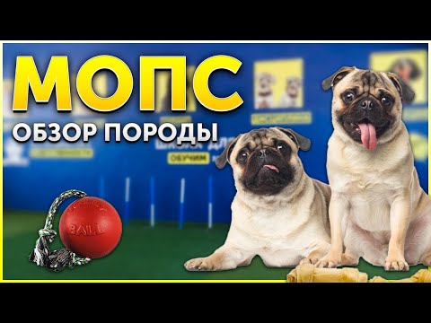 Обзор породы Мопс | Кому подойдет такая собака? | Стоит ли покупать для детей? | Школа DRED