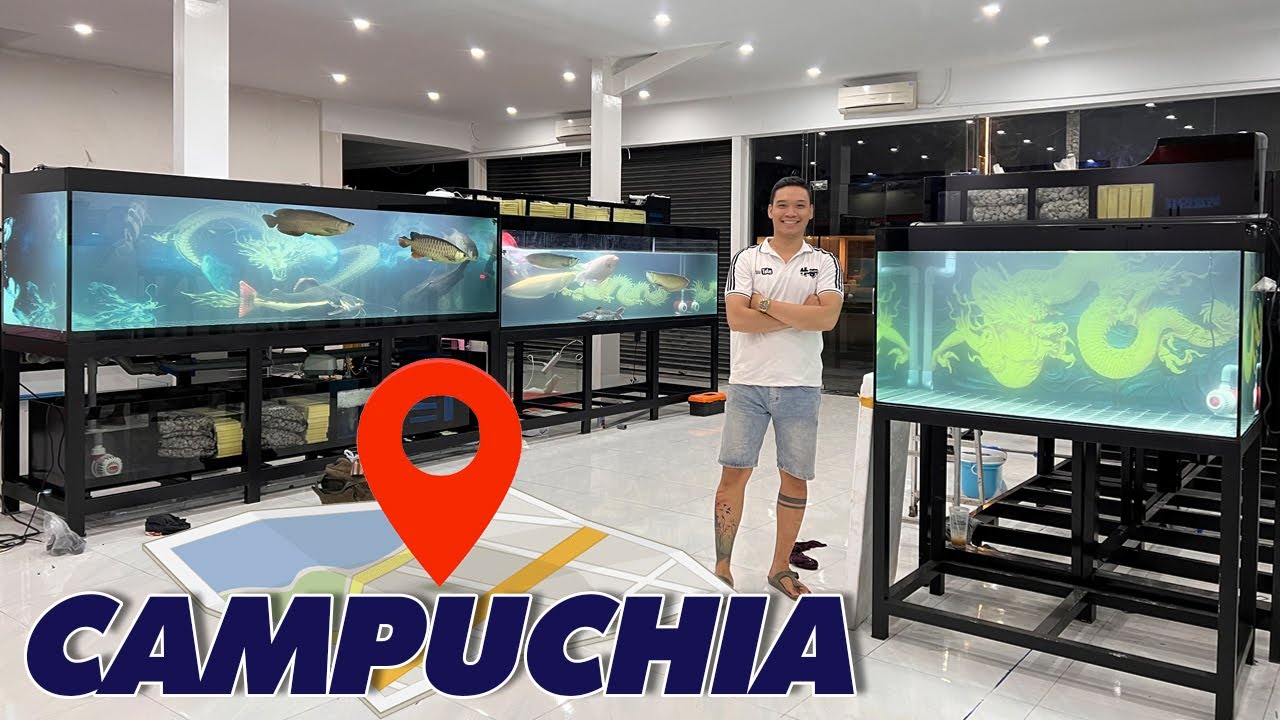 Vận chuyển & lắp đặt 3 bộ HỒ CÔNG NGHỆ MỚI cùng bầy cá khủng cho CHỦ SÒNG BÀI ở Campuchia #hugoduong