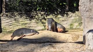 Australian Sea lions. Campbelltown. by Duggan freddy 121 views 2 days ago 2 minutes, 6 seconds