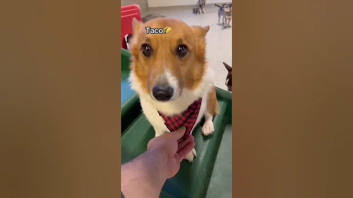 Let’s see what Corgis we have at dog daycare today! #dogdaycare #corgi #doglover - DayDayNews