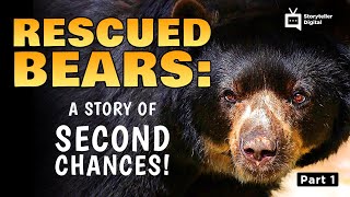 The Plight of the Asian Bears Part 1 | Storyteller Media